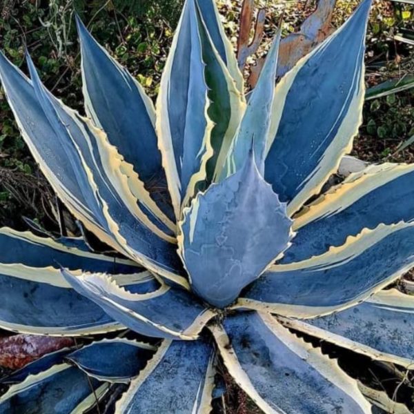 Blue agave - Image 3