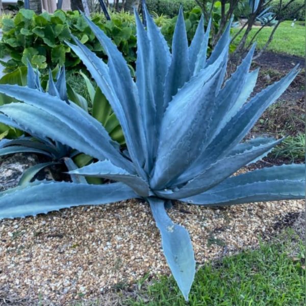 Blue agave - Image 2