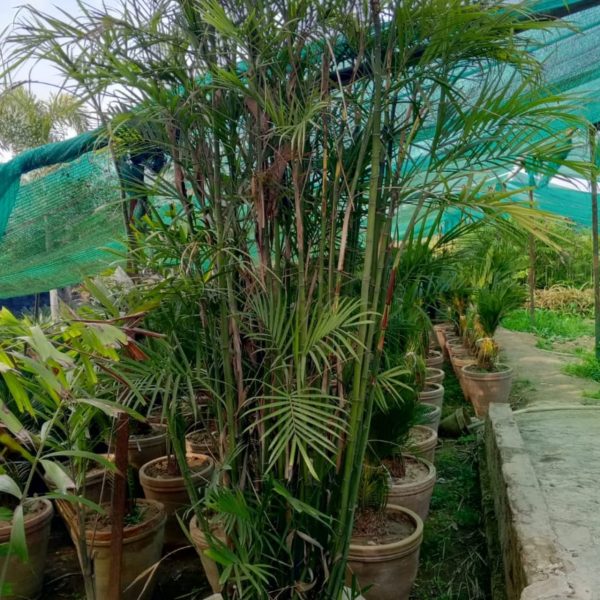 Cane palm